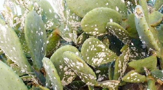 Guelmim-Oued Noun: Traitement de plus de 1920 hectares du cactus infestés par l…