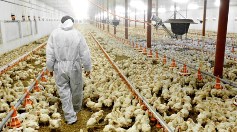 La grippe aviaire se propage dans plusieurs régions du monde