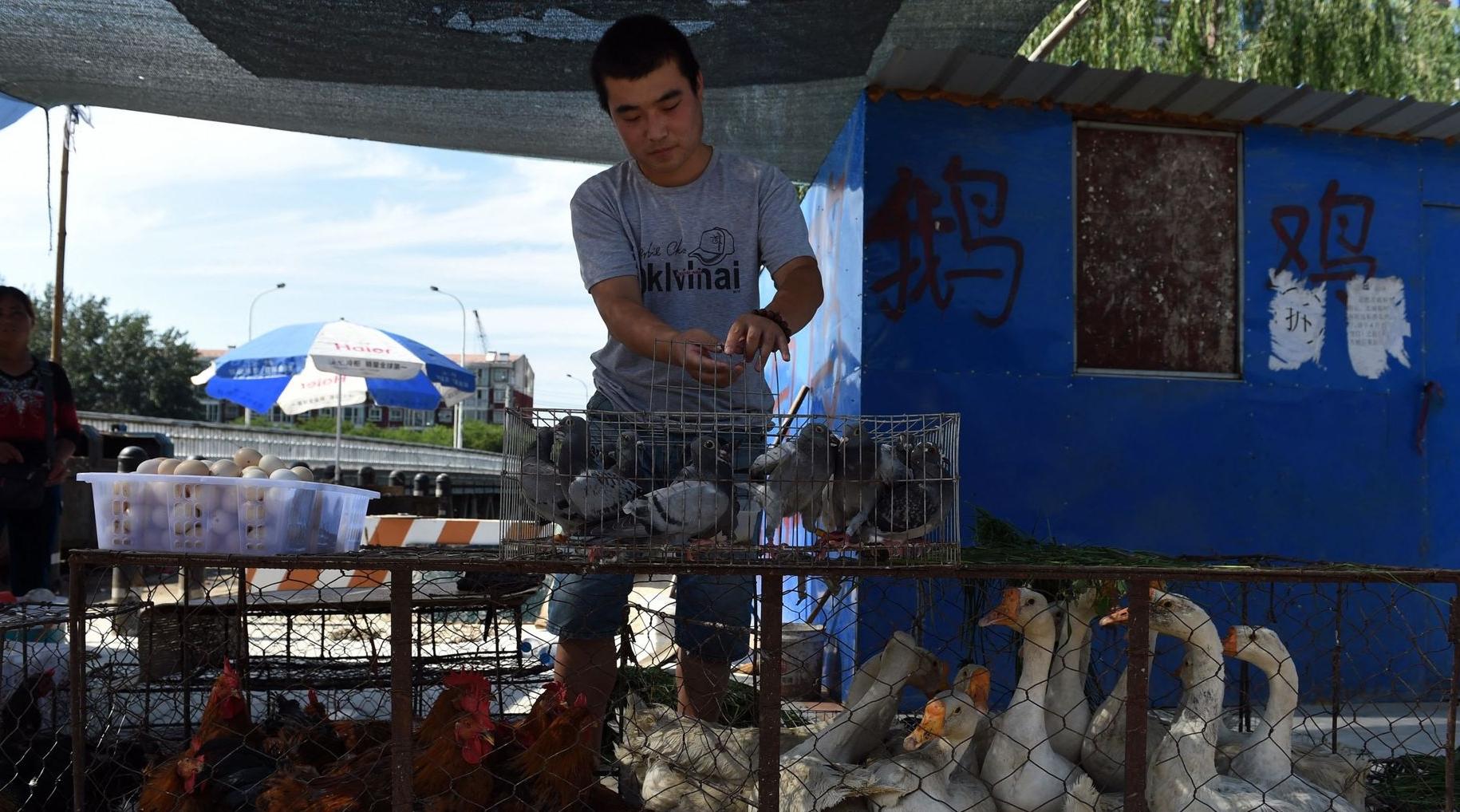 Chine : Détection du premier cas humain de grippe aviaire H10N3